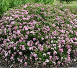 Japanse spirea