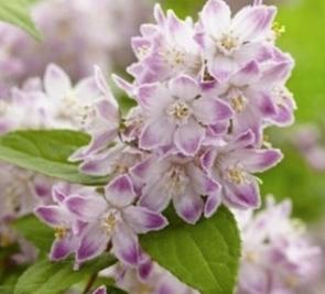 Bruidsbloem