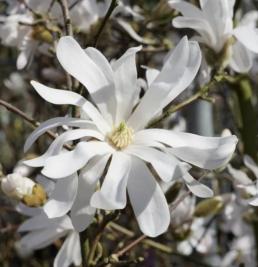 Stermagnolia
