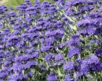 Blauwe spirea