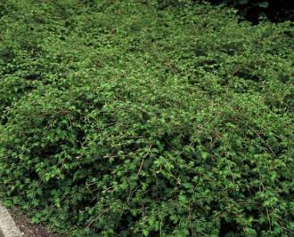 Kroonspirea