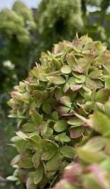 Hydrangea paniculata Bee Green