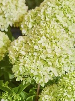 Hydrangea paniculata Bee Happy