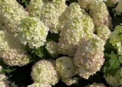 Hydrangea paniculata Bee Sweet