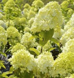 Hydrangea paniculata Candlelight