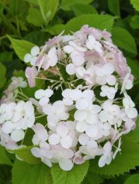 Hydrangea paniculata Candybelle
