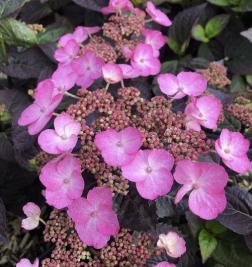Hydrangea paniculata Daredevil