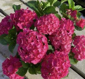 Hydrangea paniculata Dark Pink