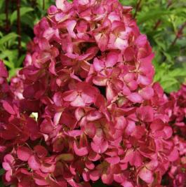 Hydrangea paniculata Diamant Rouge