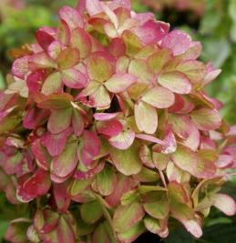 Hydrangea paniculata Graffiti