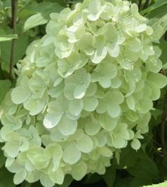 Hydrangea paniculata Hercules
