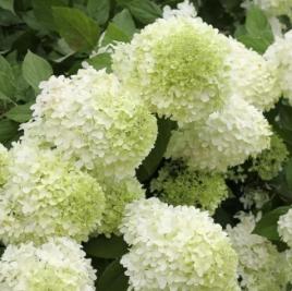 Hydrangea paniculata Limelight