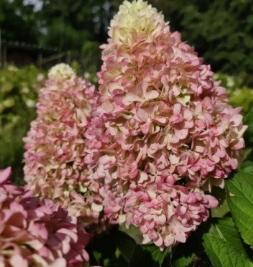 Hydrangea paniculata Little Fresco