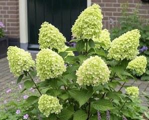 Hydrangea paniculata Little Lime