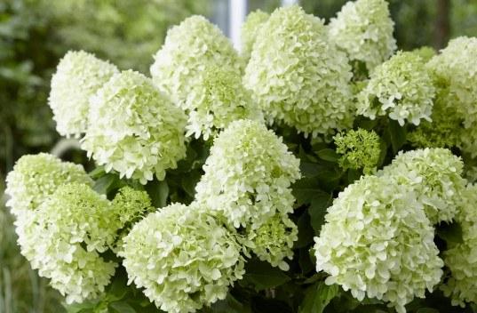 Hydrangea paniculata Little Spooky