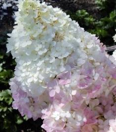 Hydrangea paniculata Magical Andes