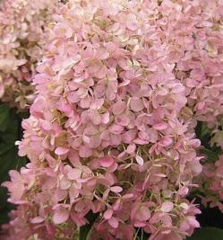 Hydrangea paniculata Magical Candle