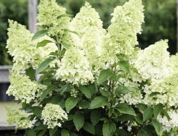 Hydrangea paniculata Magical Matterhorn