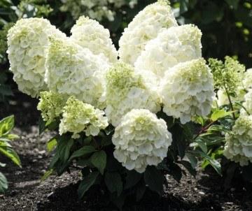 Hydrangea paniculata Magical Mont Blanc