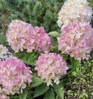 Hydrangea paniculata Magical Mount Fuji