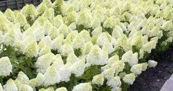 Hydrangea paniculata Magical Sweet Summer