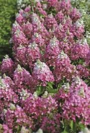 Hydrangea paniculata Magical Vesuvio