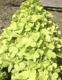 Hydrangea paniculata Mojito