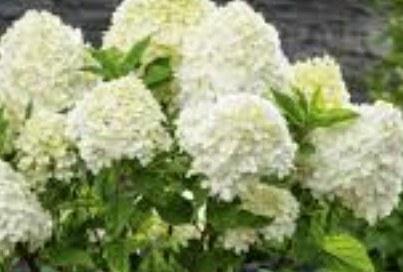Hydrangea paniculata Peace