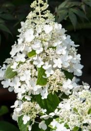Hydrangea paniculata PhiPhi