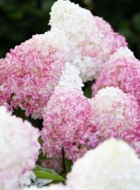 Hydrangea paniculata Pink & Rose