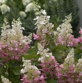 Hydrangea paniculata Pinky Winky