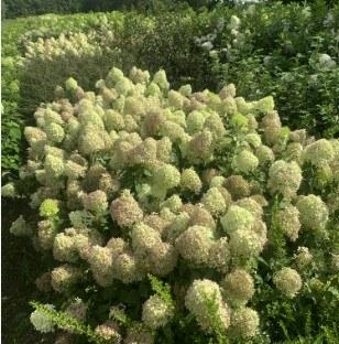 Hydrangea paniculata Pixio