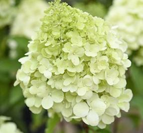 Hydrangea paniculata Polar Bear