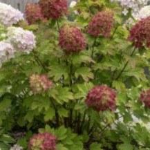 Hydrangea paniculata Ruby Hobbit