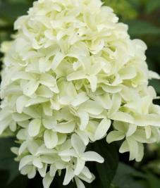 Hydrangea paniculata Skyfall