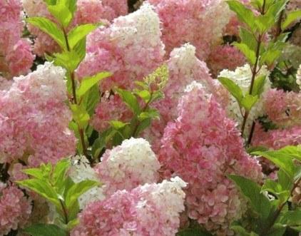 Hydrangea paniculata Vanille Fraise