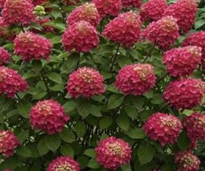 Hydrangea paniculata Wim's Red
